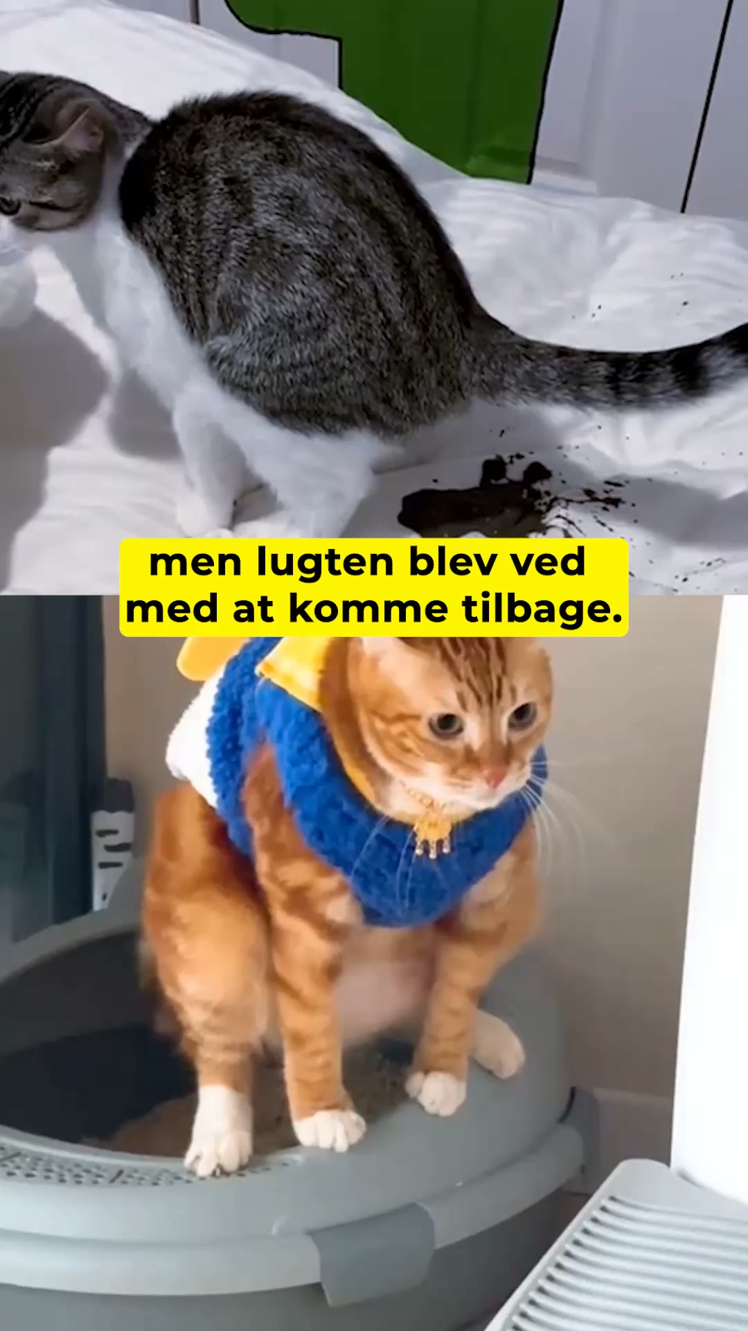 Nyhed: Probiotika til katte!