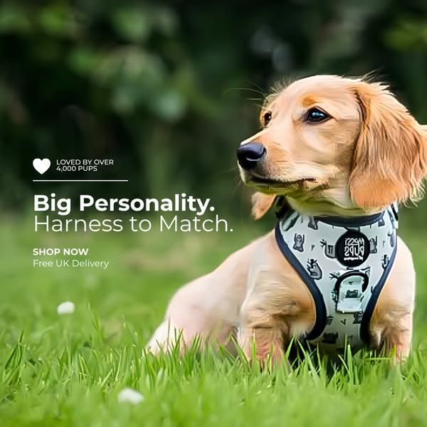 Big Personality. Harness to Match.