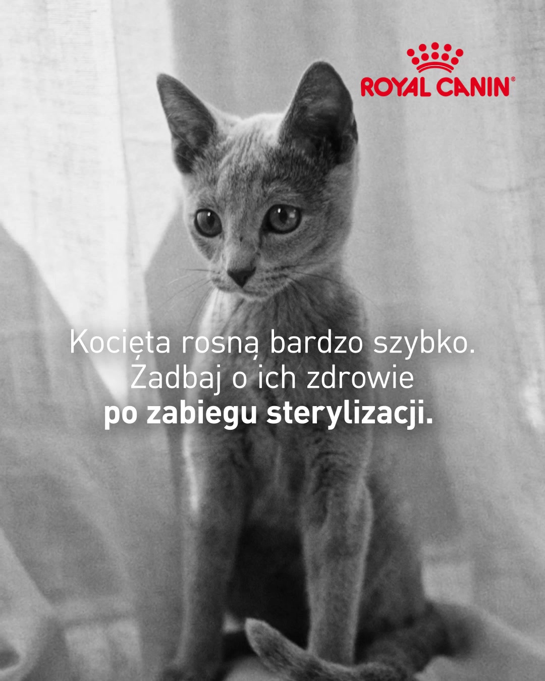 ROYAL CANIN® Kitten Sterilised