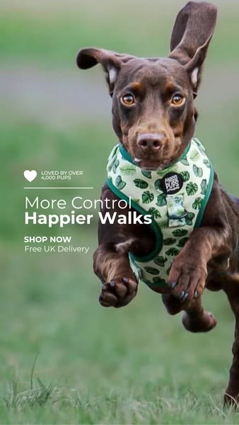 More control. Happier walks.