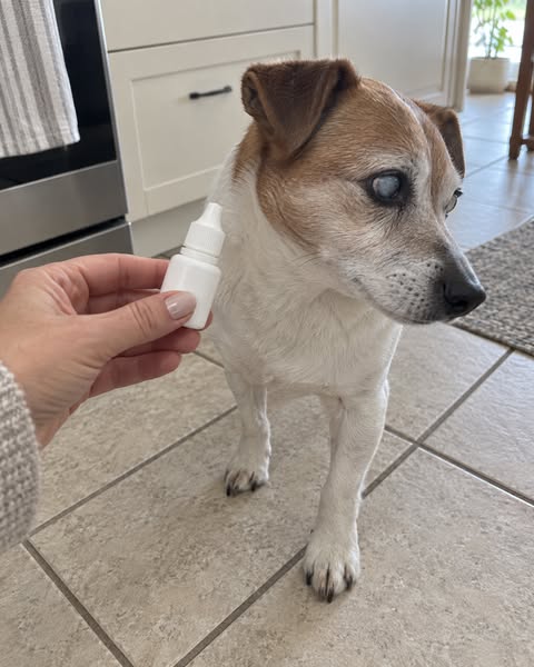My Dog Stopped Jumping On The Bed… Then I Learned What Was Happening Inside His Eyes