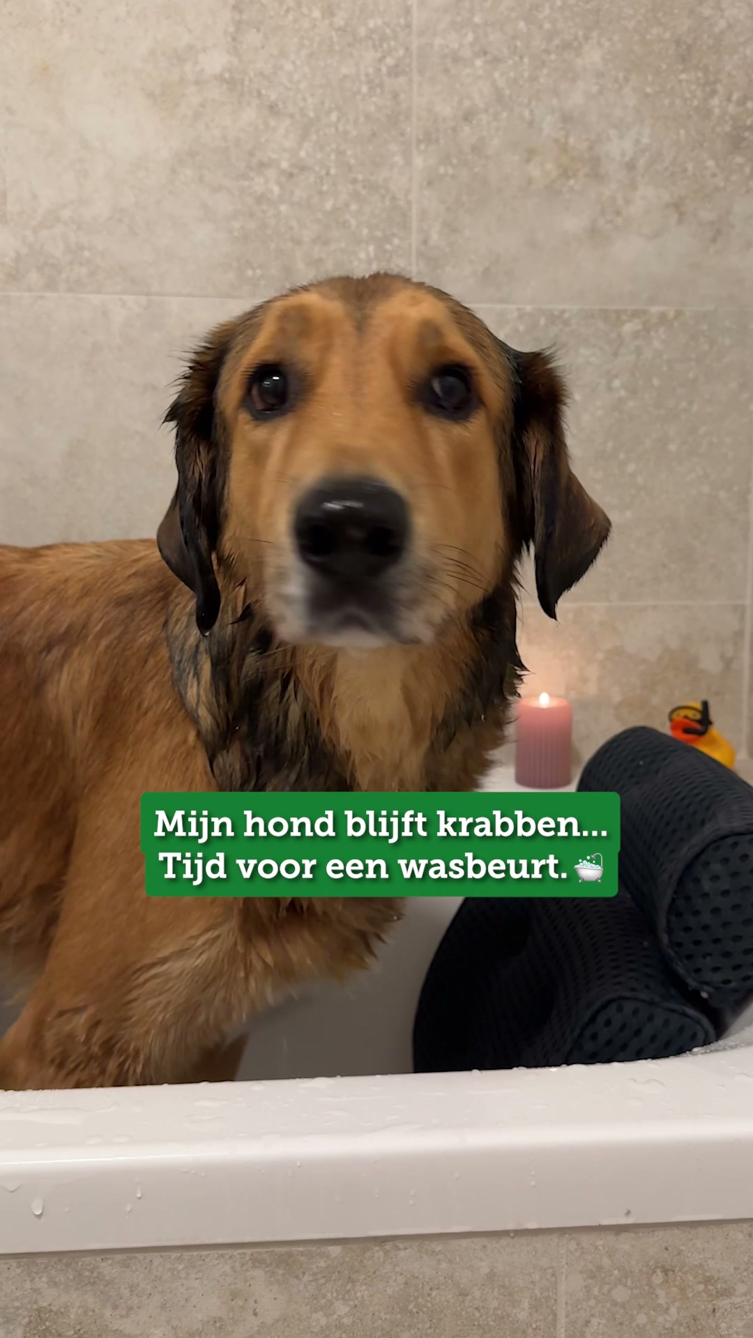 Alleen het beste voor je viervoeter