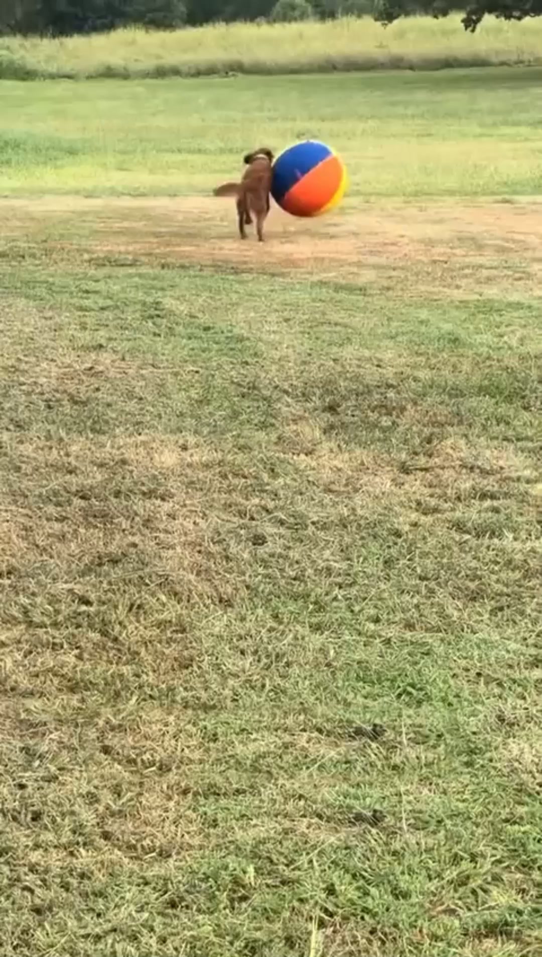 #1 Hundeball