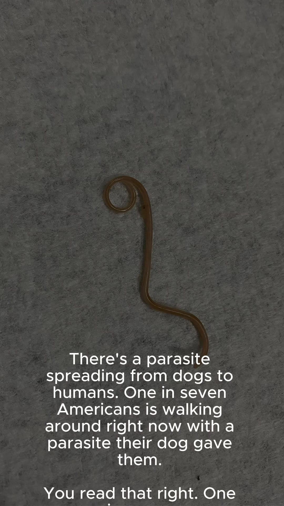 Parasite spreading from dogs to humans...