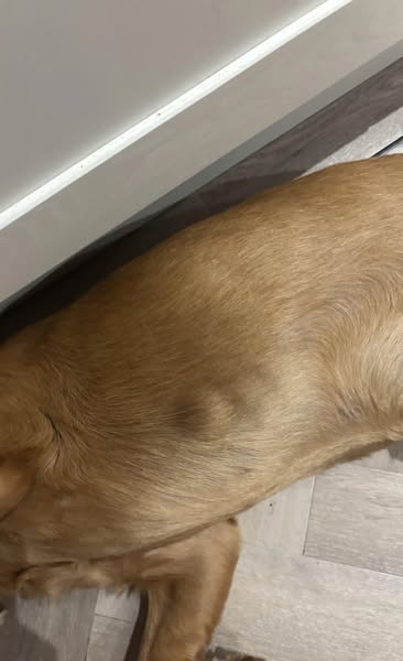 Boost Your Dog's Health Today!