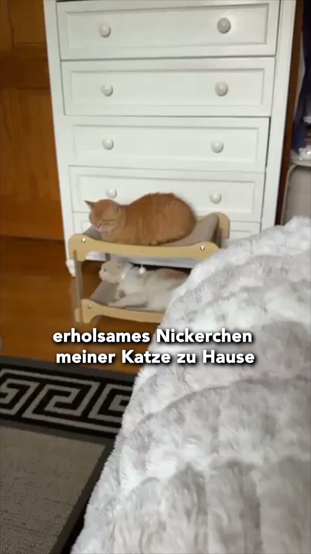 #1 Katzenliege