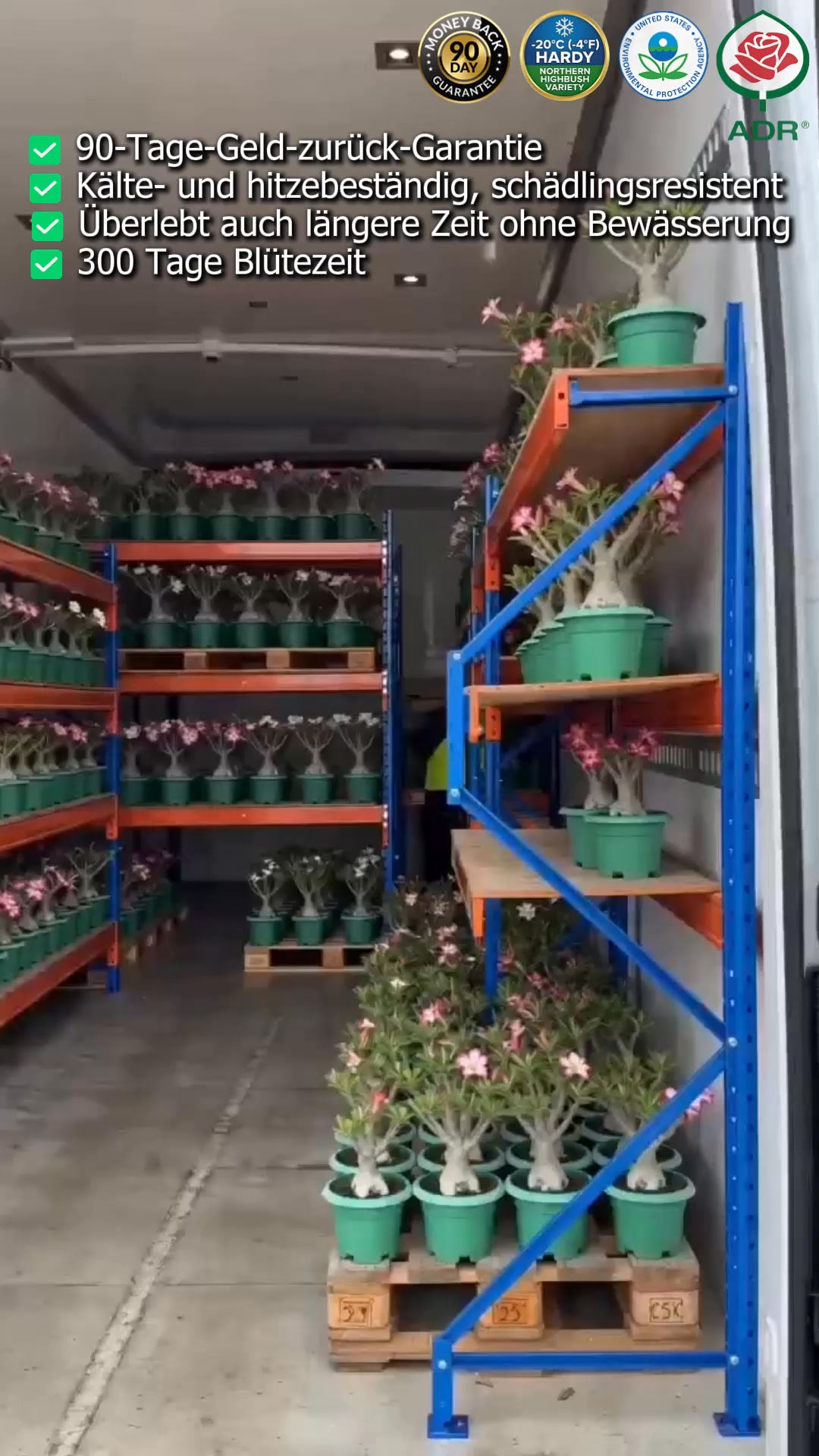 Eine große Auswahl hochwertiger Desert Rose Produkte erwartet Sie!