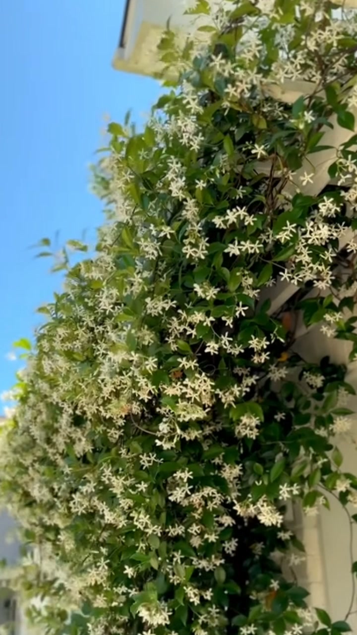 Jasmine Potted Plant