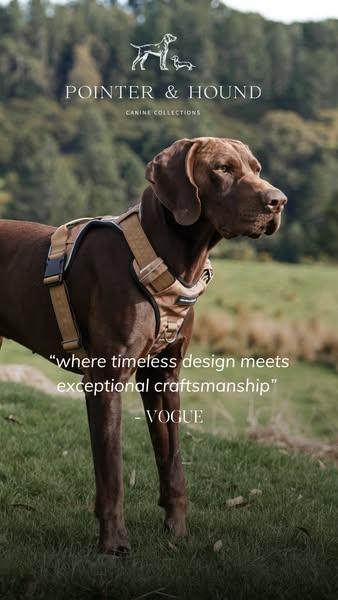 Premium Dog Gear