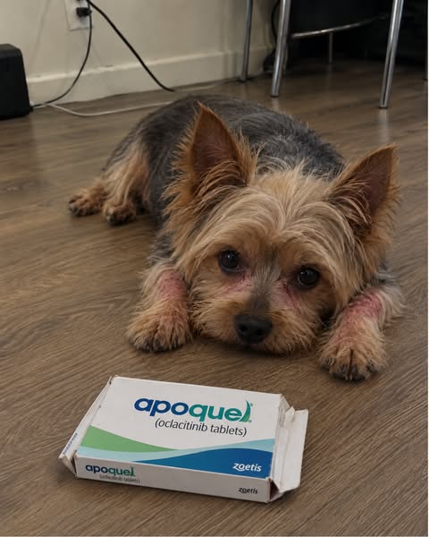Read this if your yorkie has allergies