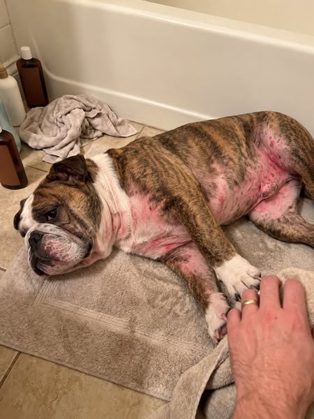 Advice to owners whose dog runs from sprays