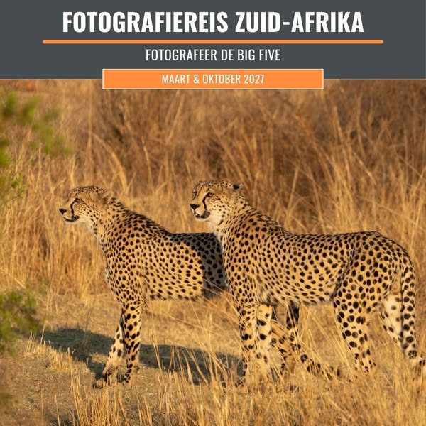 De Big Five fotograferen in een privéreservaat zonder drukte