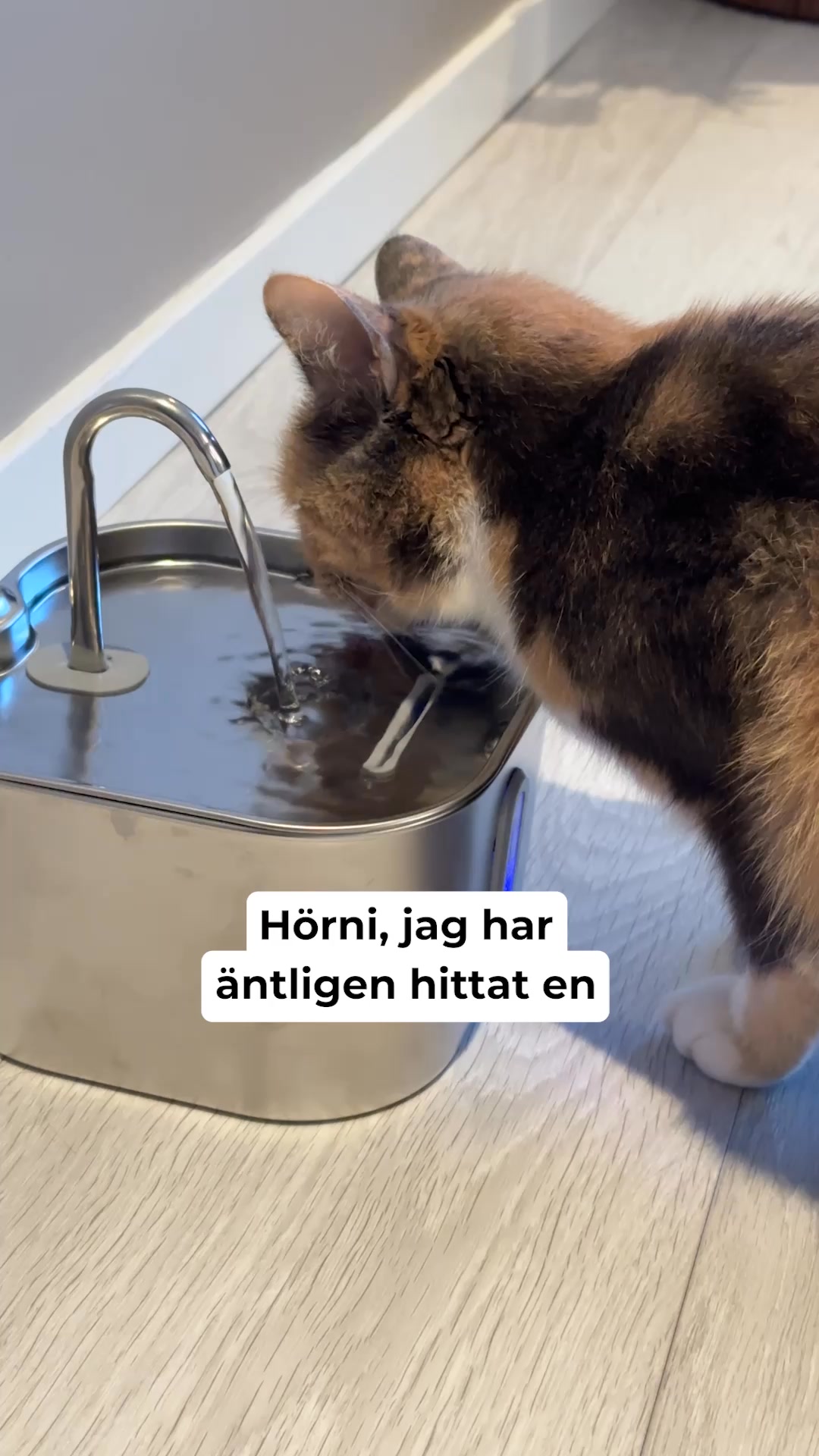Visa omsorg och ge din katt fräschare vatten