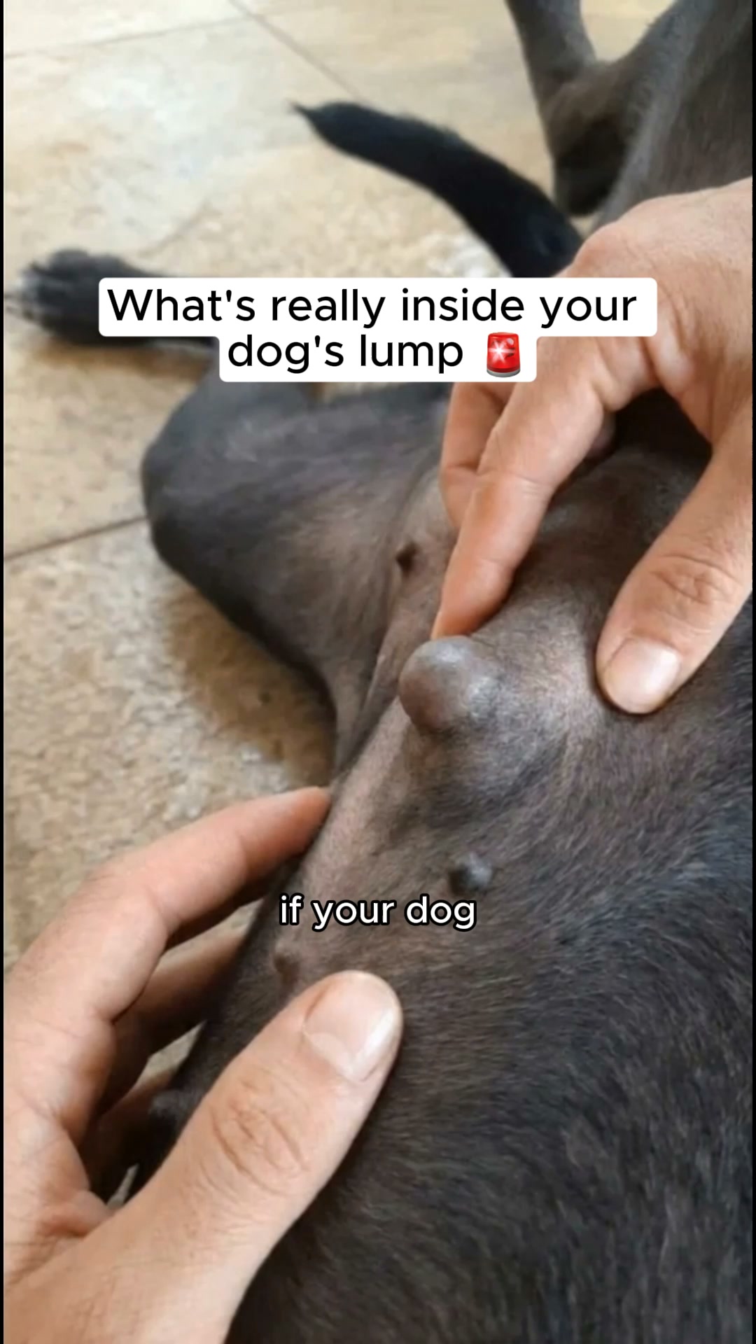 Help Your Dog Today
