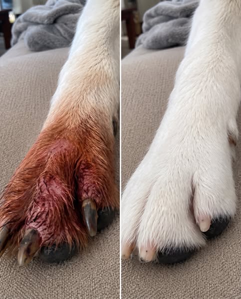 Read This Before Your Next Vet Bill