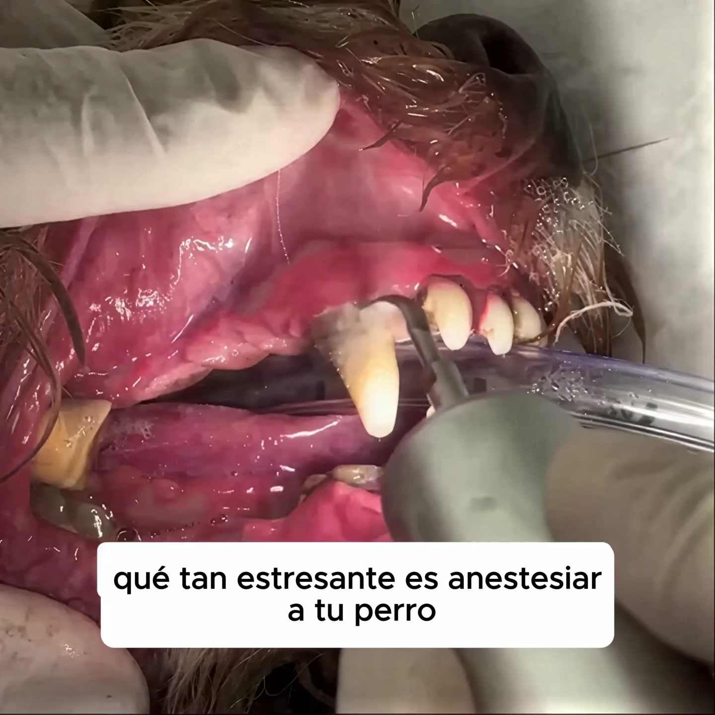 Kit Goldoris - Eliminador ultrasónico silencioso de placa y sarro para perros
