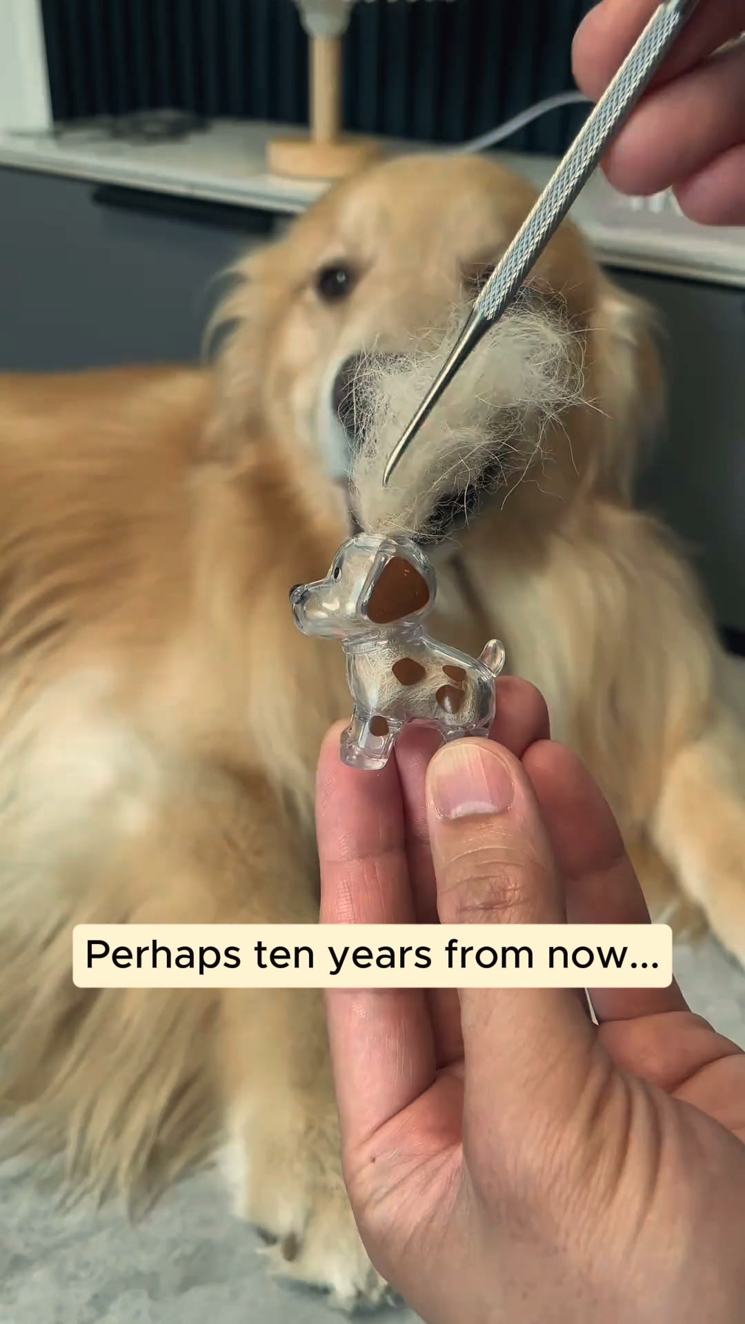 #1 Pet Memory