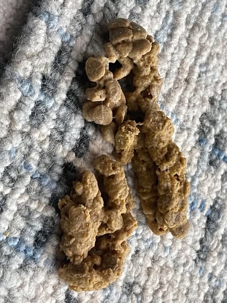 Una veterinaria di un rifugio dice la verità..