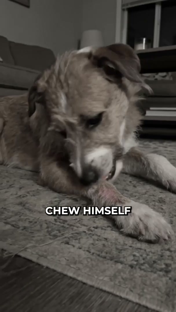 Why "allergy dogs" don't have allergies....