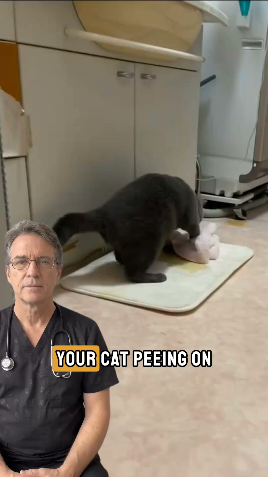 Is Your Cat Drinking Enough Water?