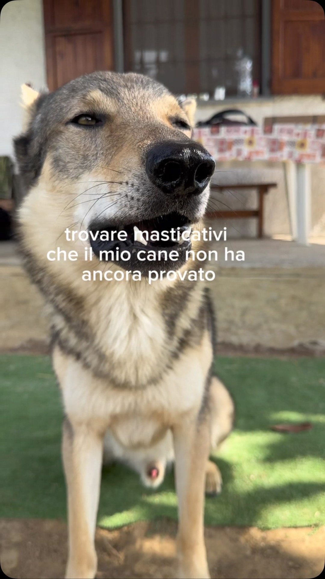Anúncio de ADICA Associazione per la difesa del cane - ODV