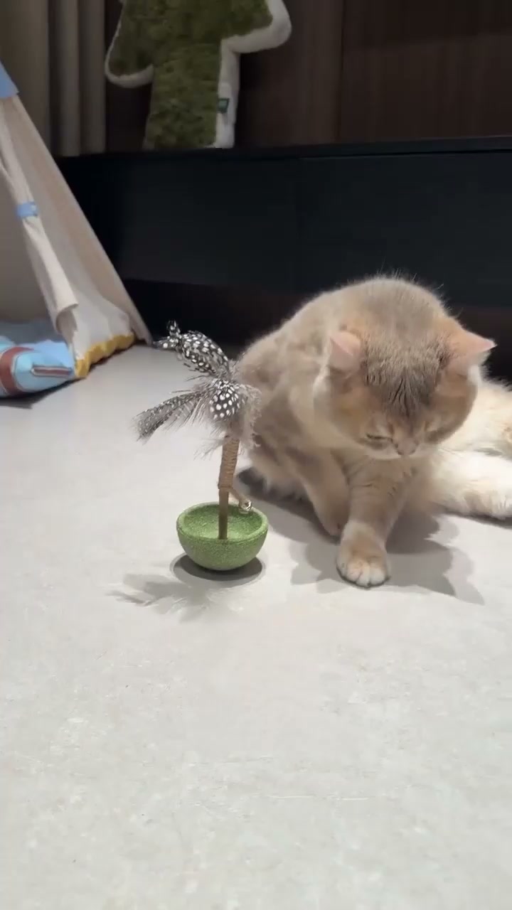 #1 Zahnspaß für Katzen