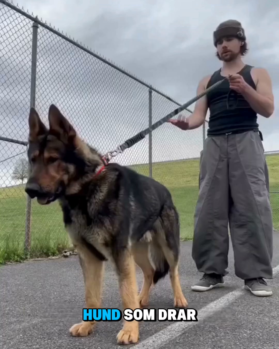 Selen kan vara anledningen till att hunden drar