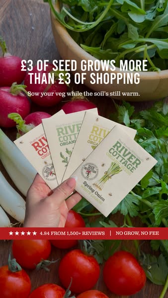 Start Your Kitchen Garden