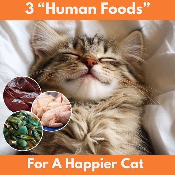 The Forgotten Foods of a Cat’s Diet