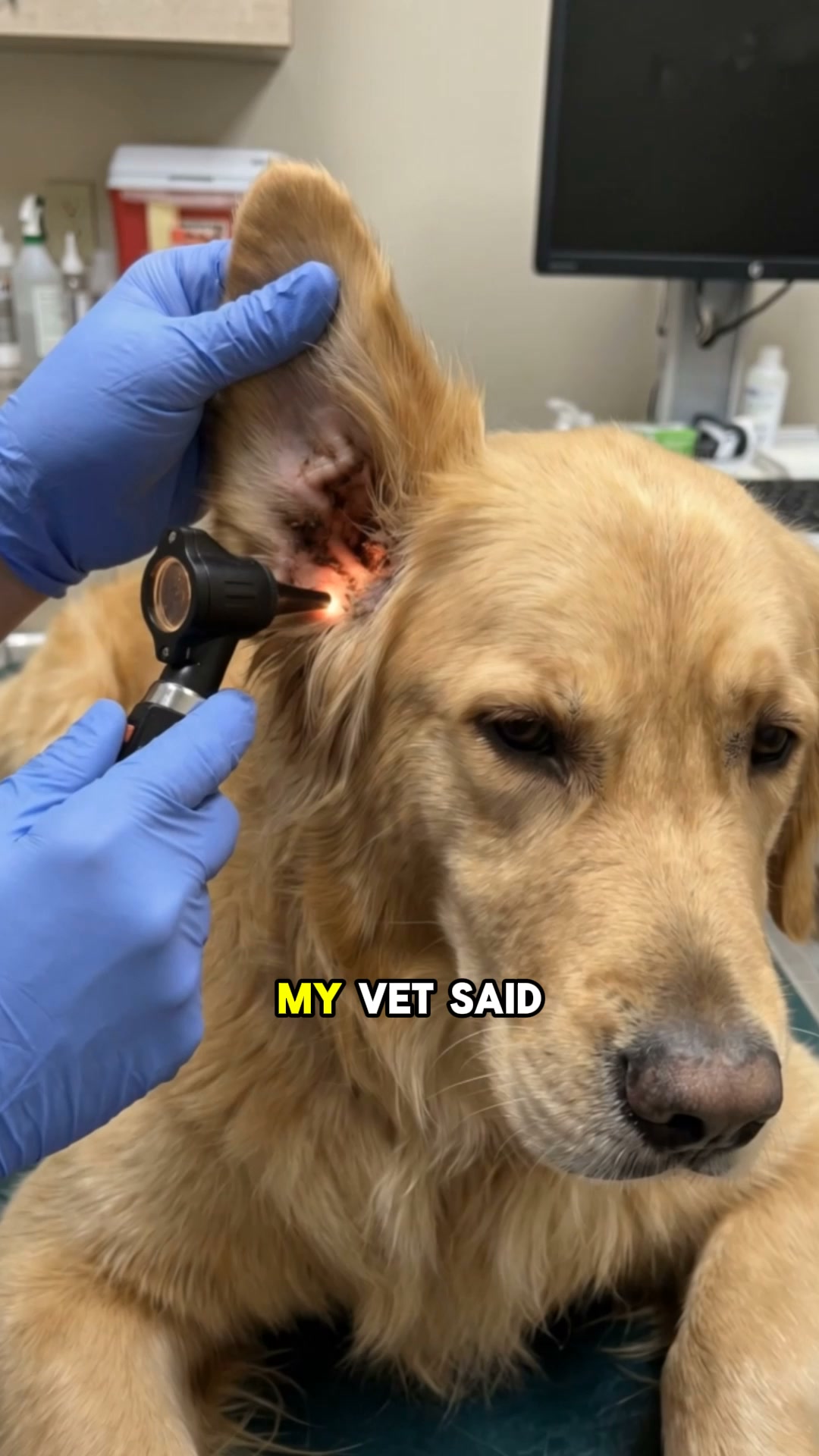 The Fastest Relief for Itchy, Smelly Dog Ears