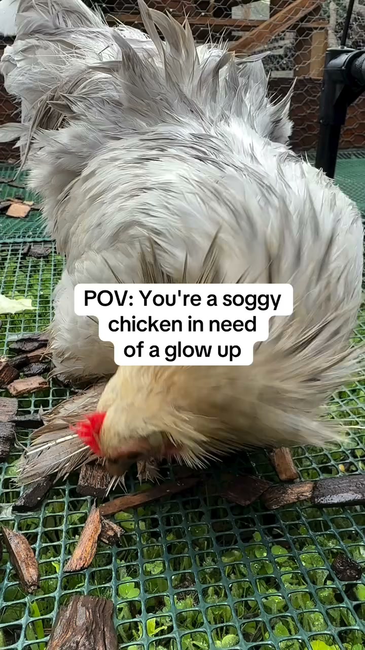 20% Off Poultry Supplements