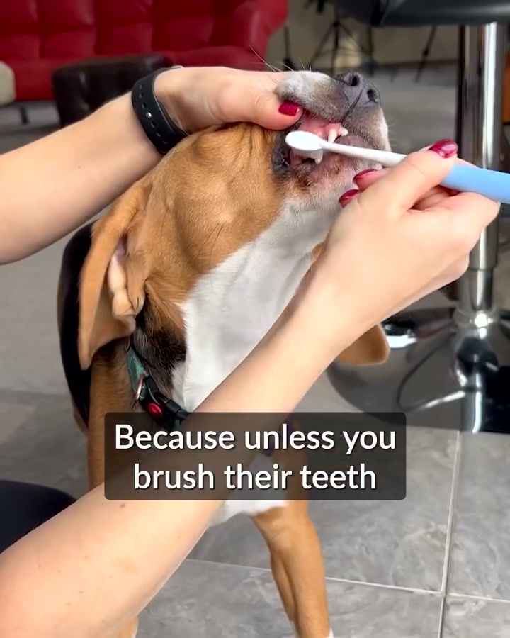 Do This to Eliminate Doggie Breath (Genius)