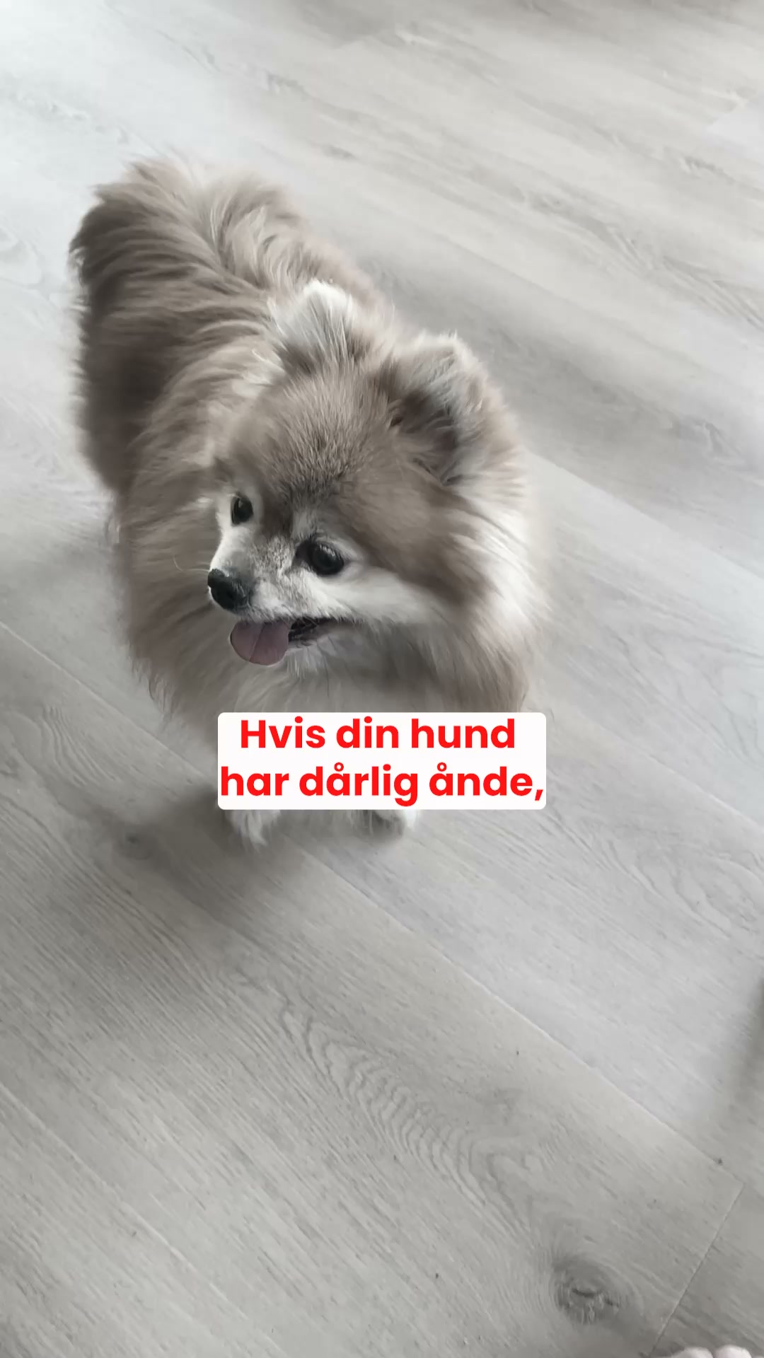 Støt Din Hunds Tænder og Tandkød