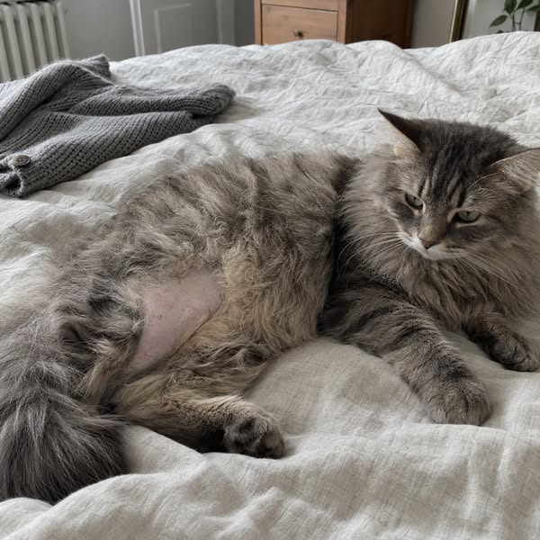 48 € chez la véto. Elle est revenue avec une plaque de peau nue