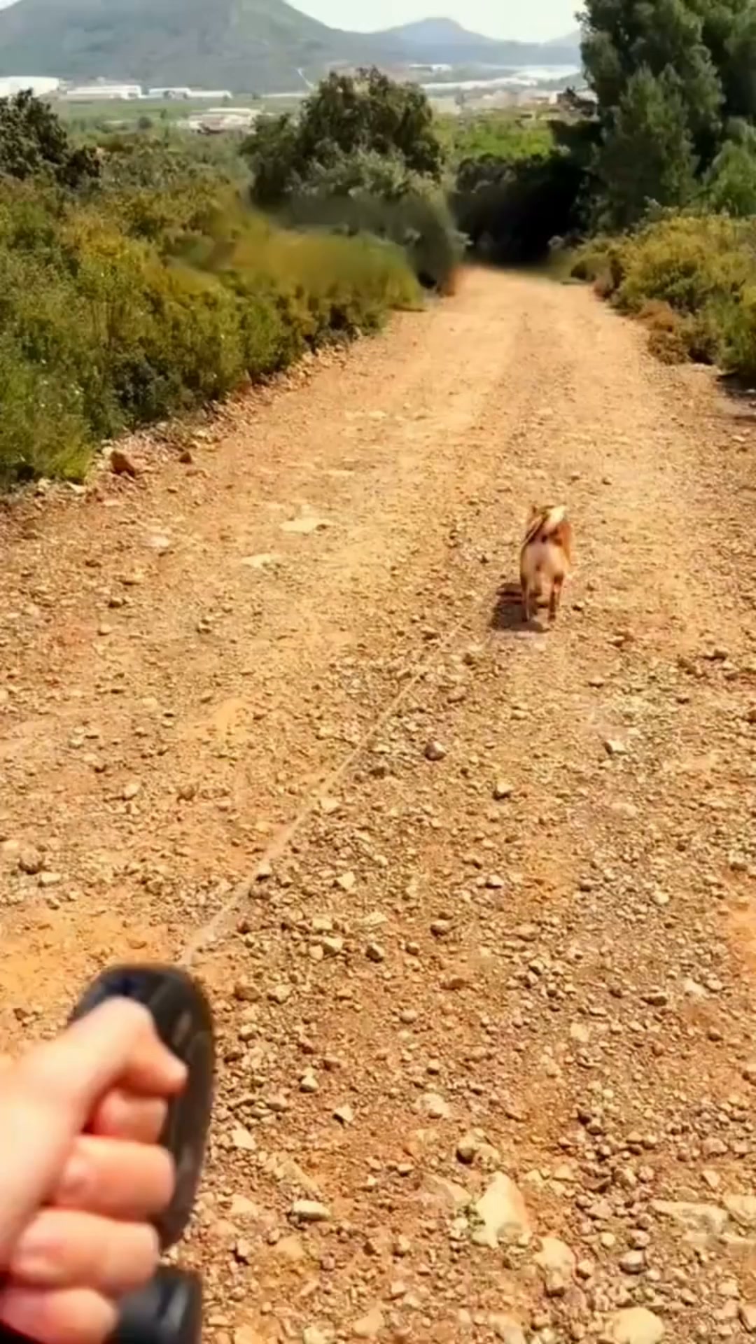 Water for your dog — clipped to your wrist, ready in 3 seconds.