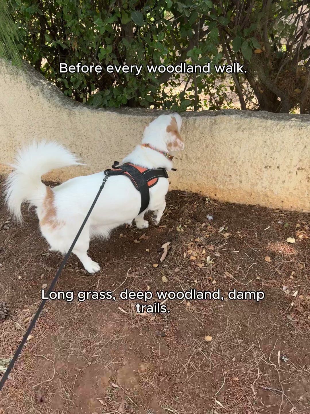 Bonza Banish Dog Supplement