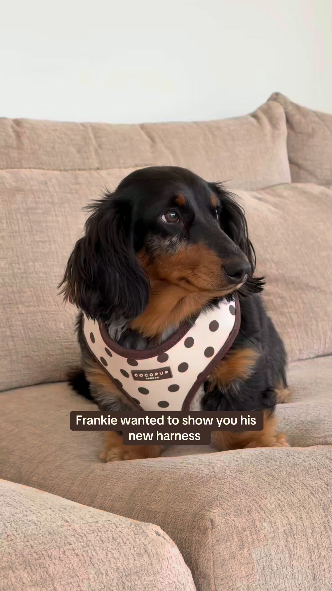 Your Pup's New Favourite Brand