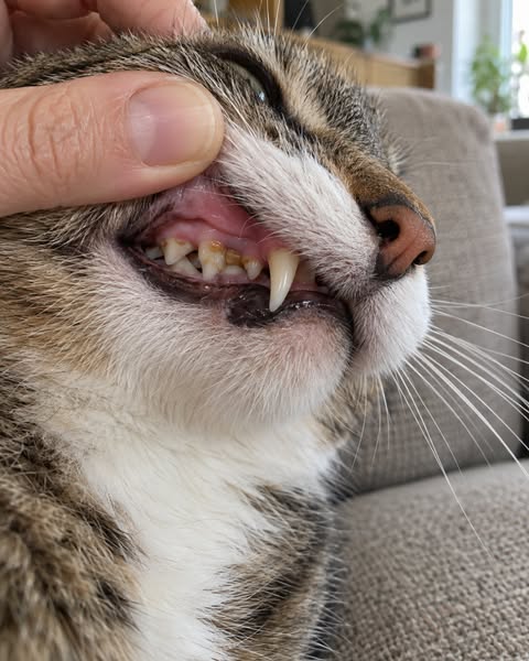 Ce n'est pas un caprice. Regardez ses dents.