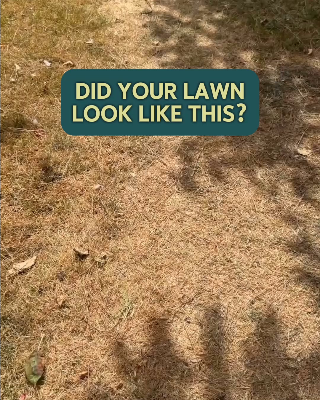 Patchy Grass to Lawn Perfection