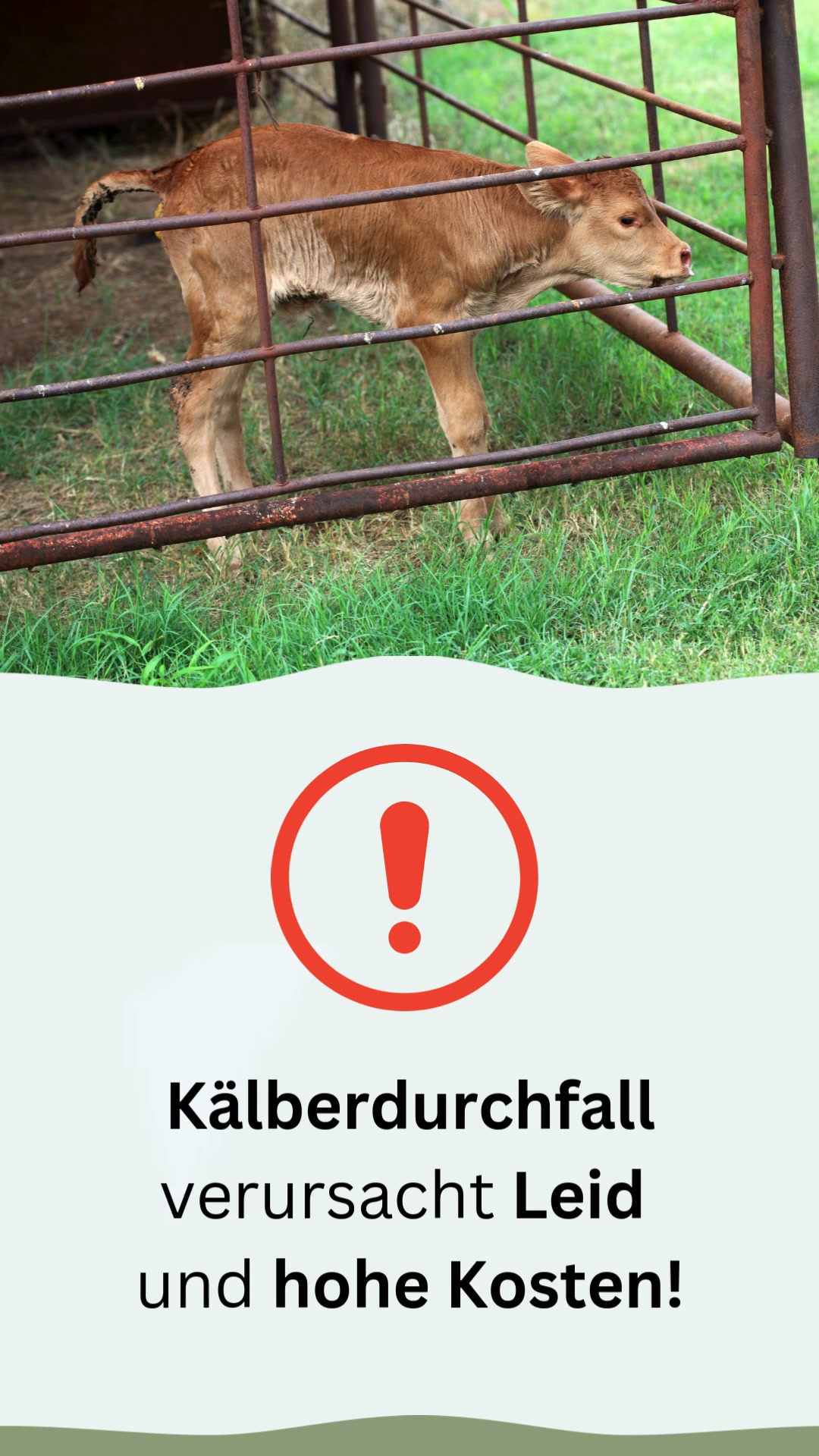 Kälberdurchfall kostet – jetzt vorbeugen