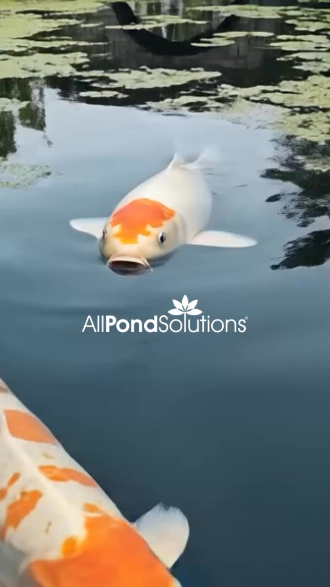 Cleaner water. Healthier fish.
