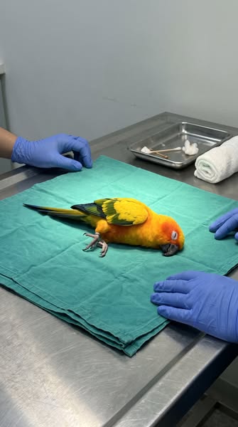 Read This If You Have A Bird.