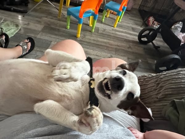 Missing Dog: Patch J