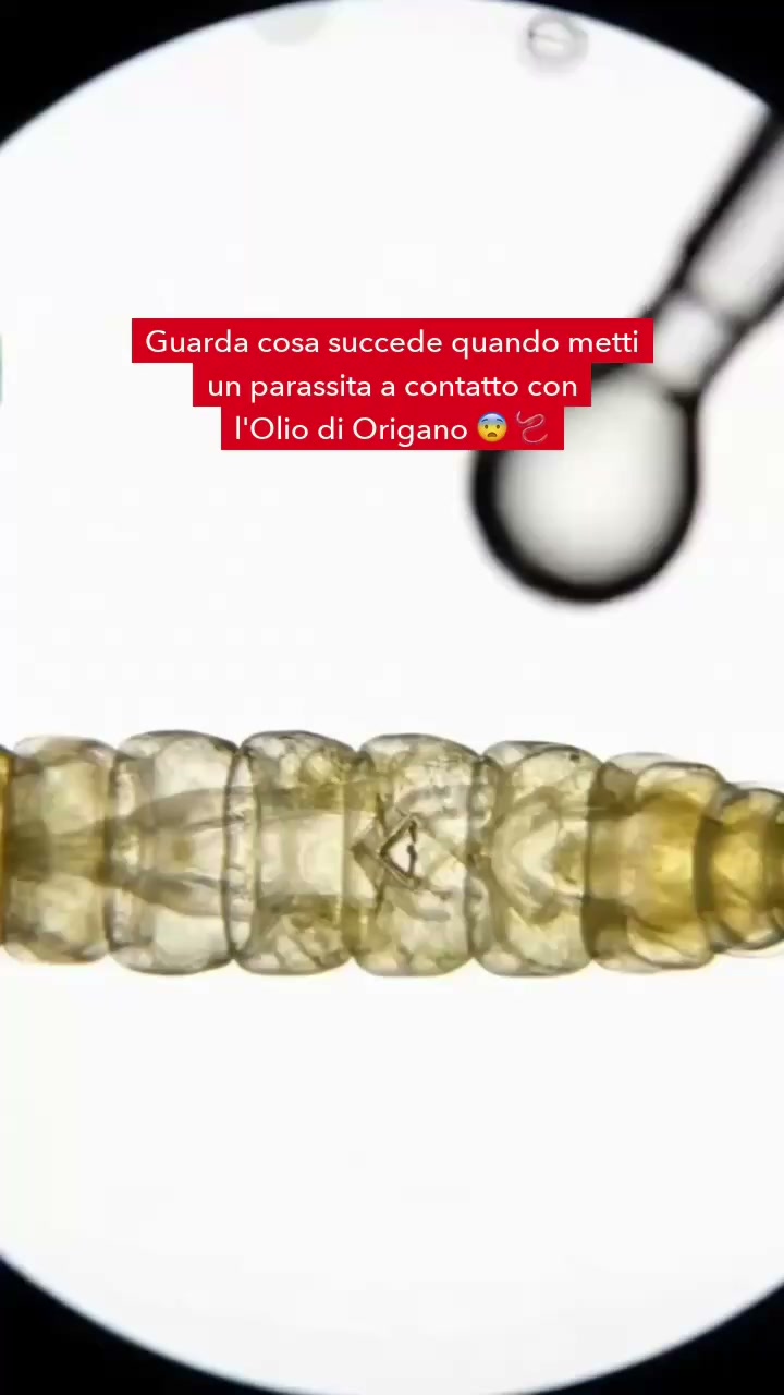 Guarda cosa succede quando un parassita incontra il carvacrolo