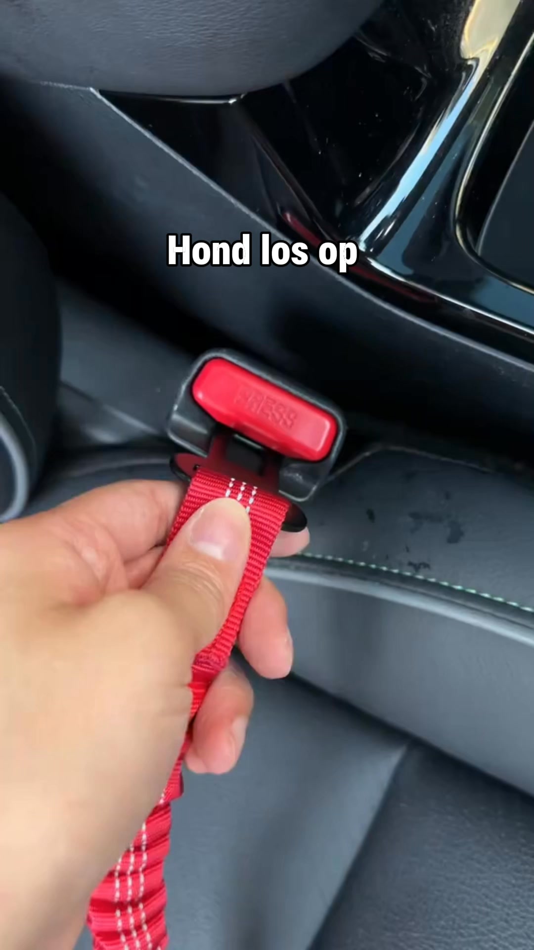 Houd je hond veilig onderweg