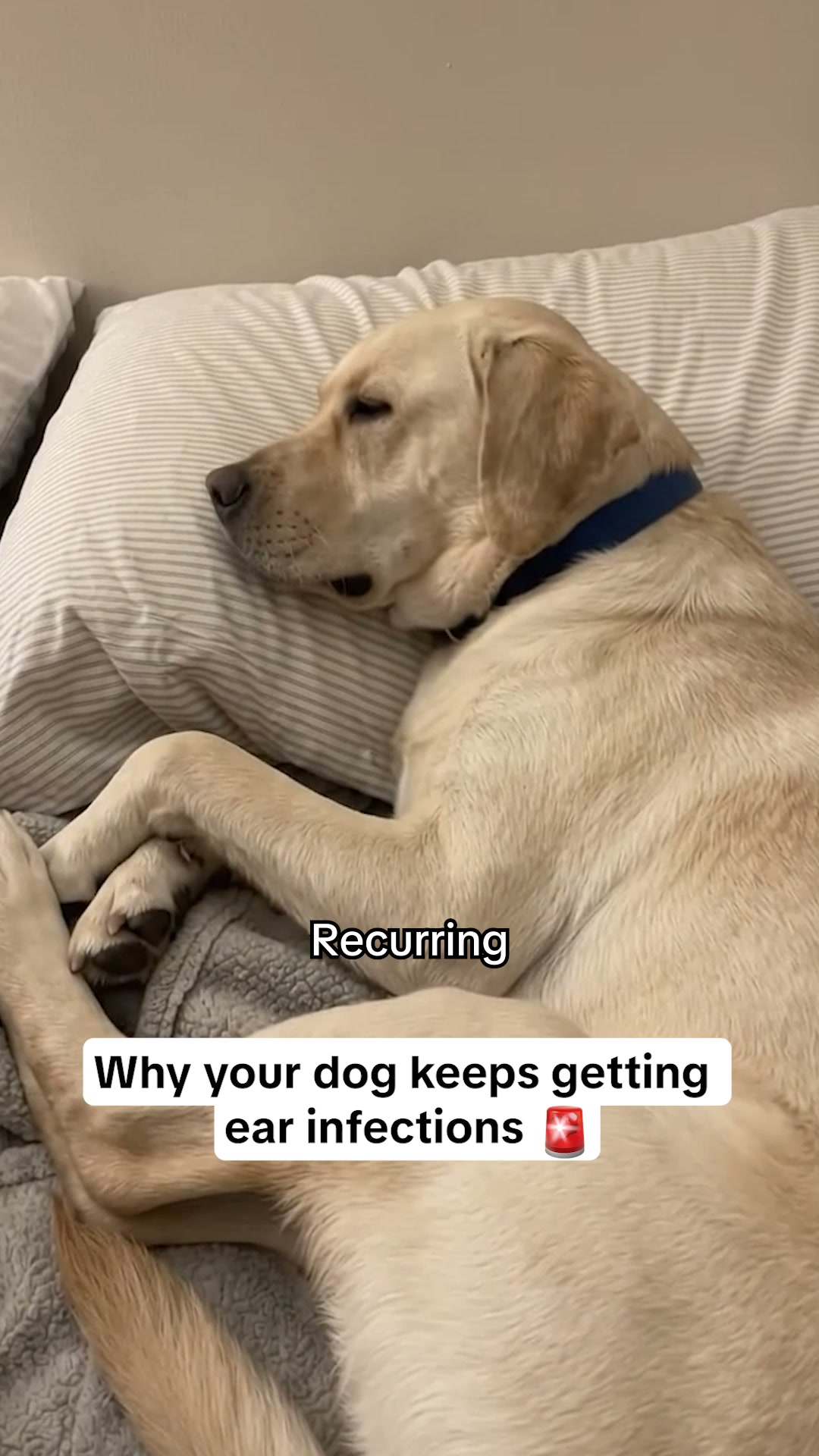 Help Your Dog Today