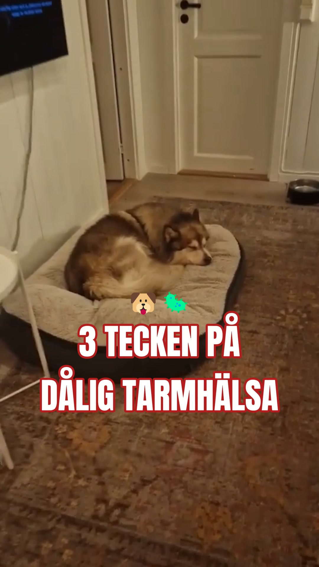 25,000+ hundägare kan inte ha fel