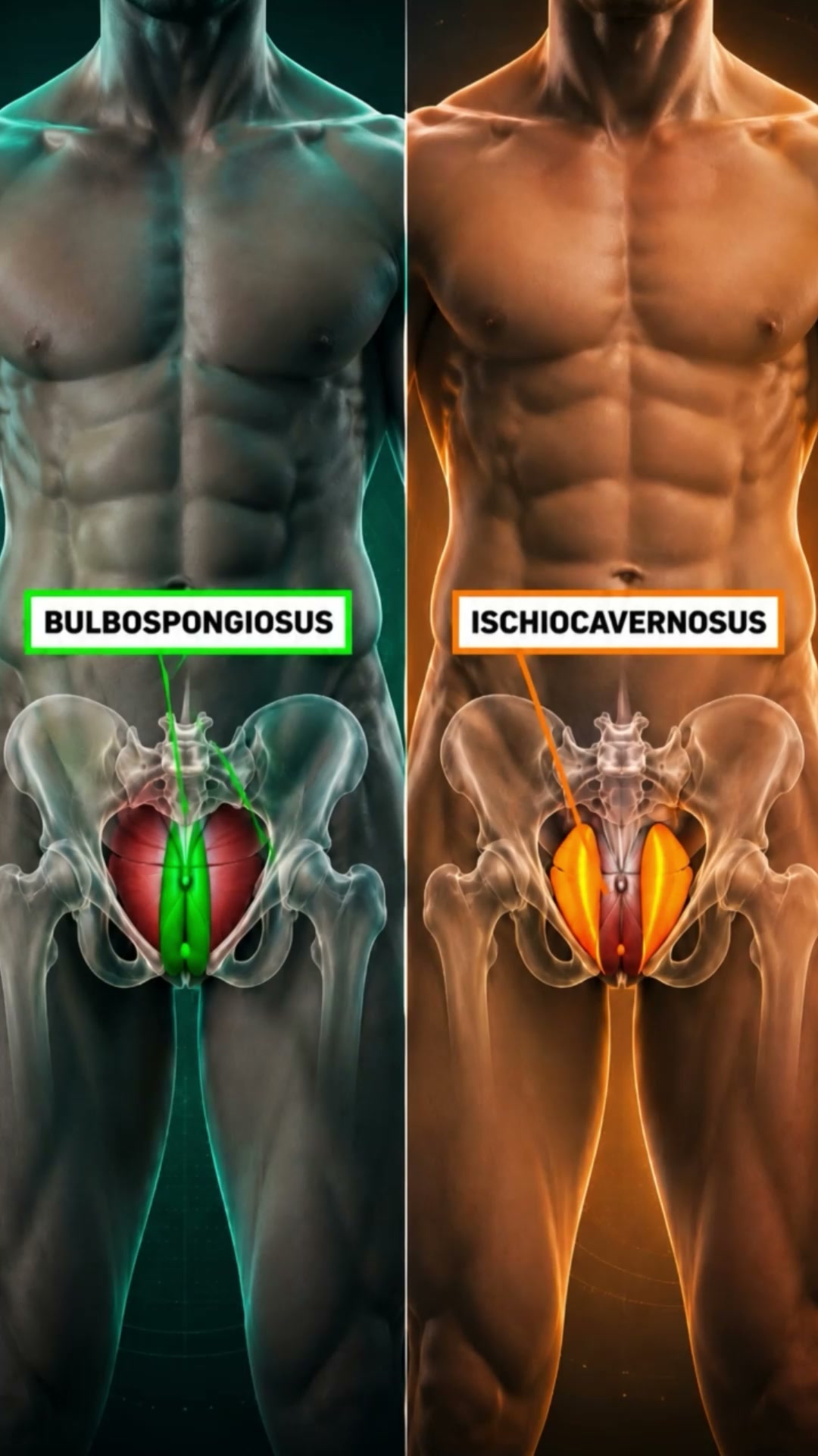 Take Short Quiz & Get Your Plan to Improve Men's Health