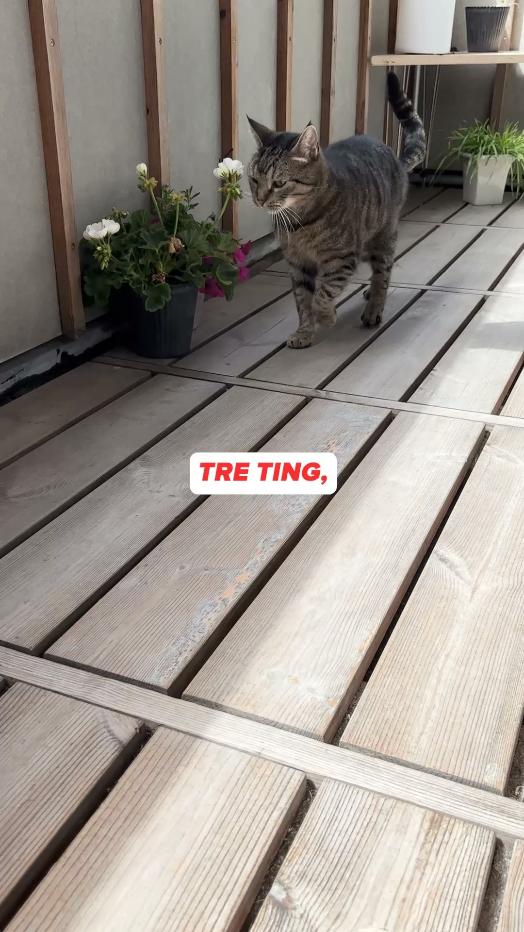 Nyhed: Probiotika til katte!