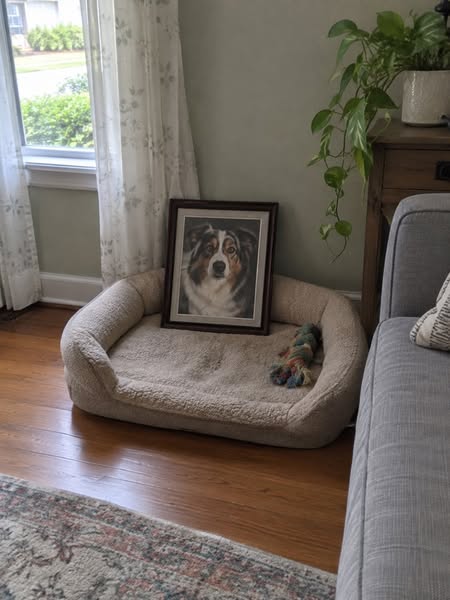 How To Fix Your Dog's Reactivity